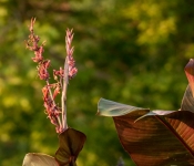 2022 09 12 LongFellowGardens 061